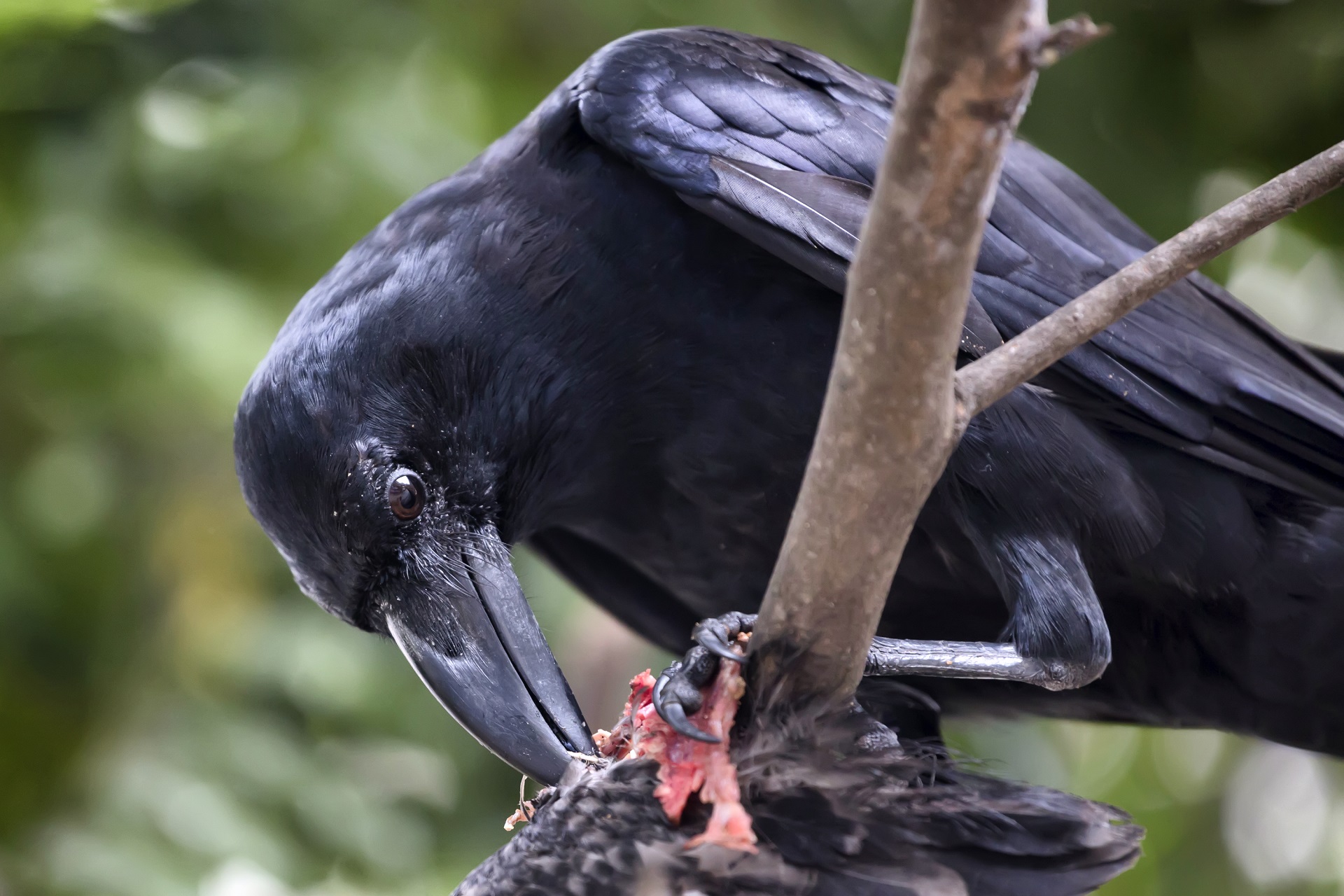 Raven swallowz