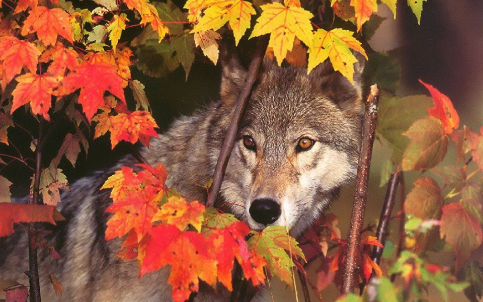 Faune et flore du pays - Le loup