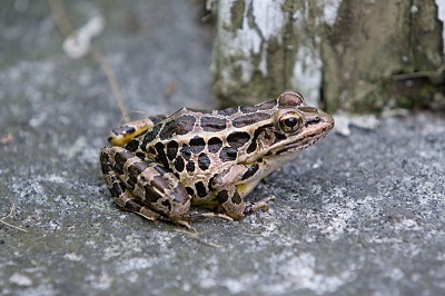 Hinterland Who's Who - Northern Leopard Frog