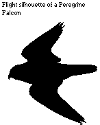 Flight silhouette of the peregrine falcon