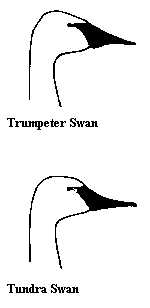 Profiles of the Trumpeter and Tundra Swan
