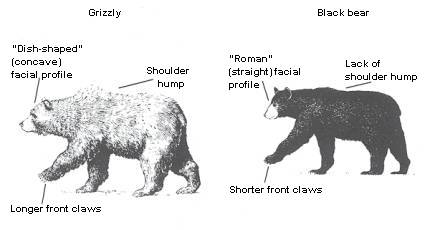 Grizzly Bear and Black Bear Comparison