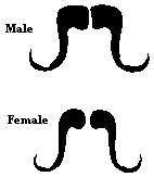 Male and Female Muskox Horns