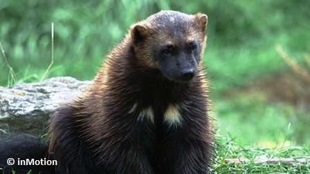 A Wolverine, with the pale markings on its chest