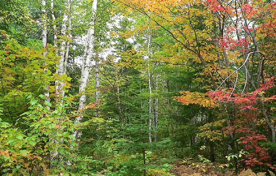 Mixed woods forest in the fall