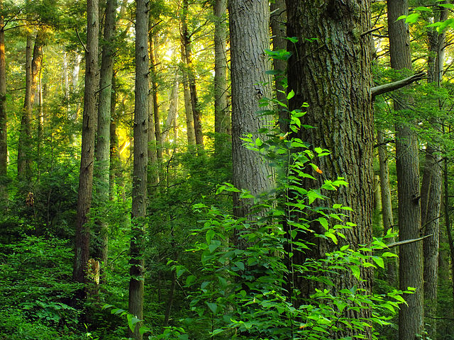 Forêt mixte laurentienne — Wikipédia