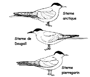 Types of sternes
