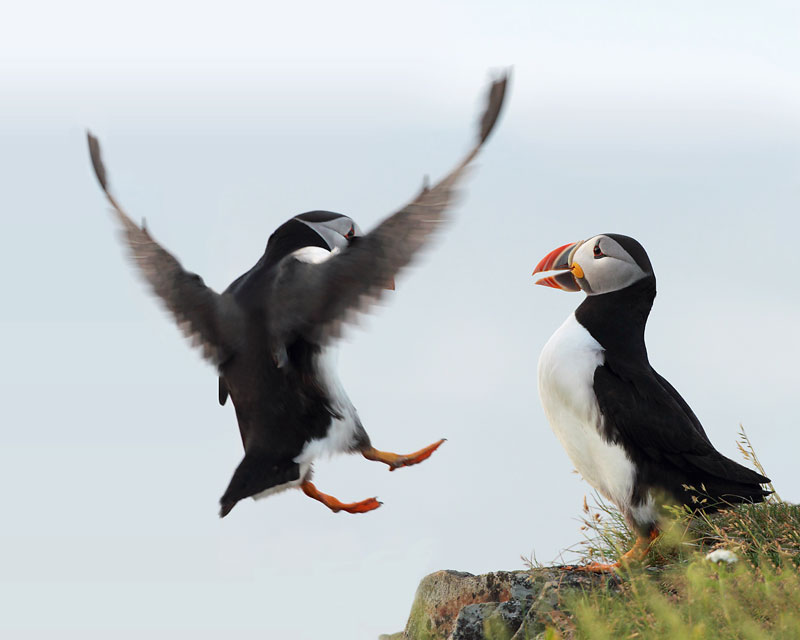 Hinterland Who's Who - Atlantic Puffin