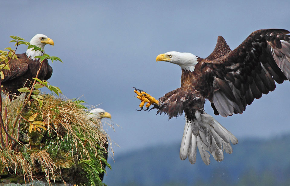 50 Fascinating Facts About the Bald Eagle: 2023 Edition