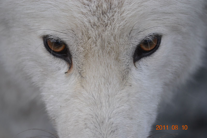New Taiga Animal Sounds: Wolf, Fox, Bear, Deer, Squirrel, Duck