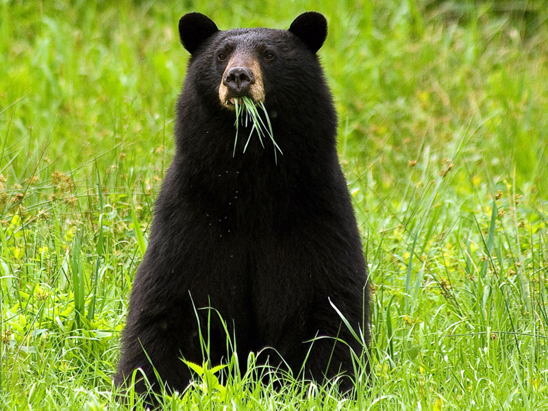 Researching black bears in winter dens