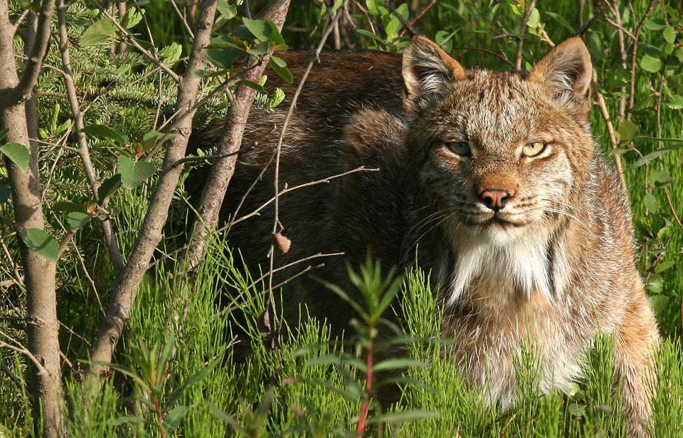 Le lynx du Canada - Le Trait d'Union