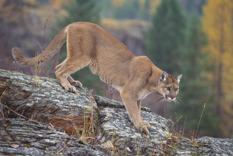 eastern cougar canada