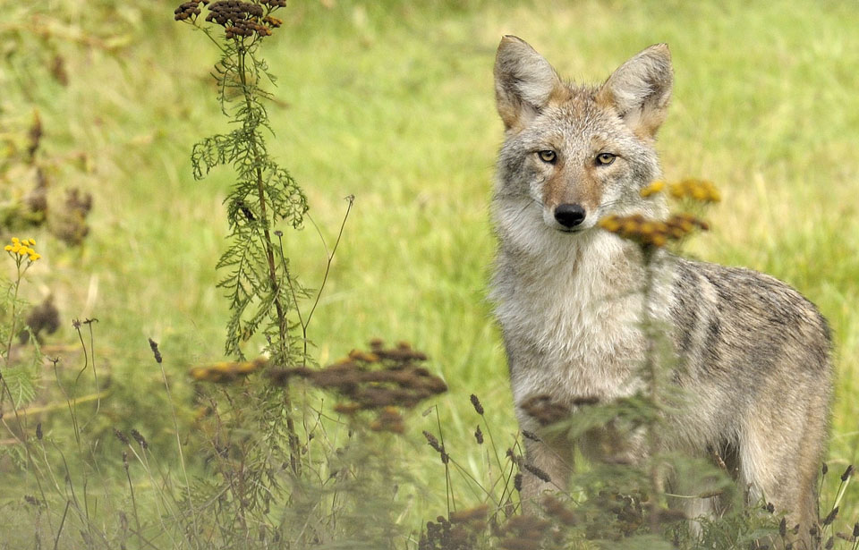 Coyote, Size, Habitat, Howling, & Facts