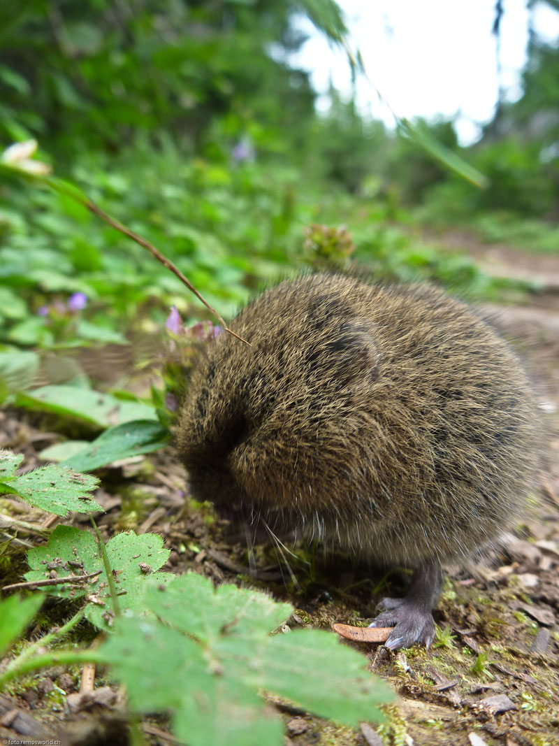 Creature feature: Rare lemmings in Northwoods bogs