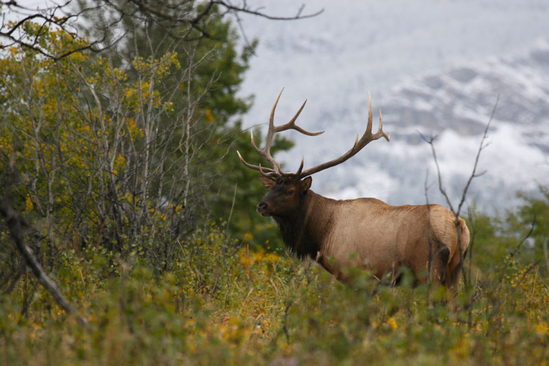 Hinterland Who's Who - North American Elk