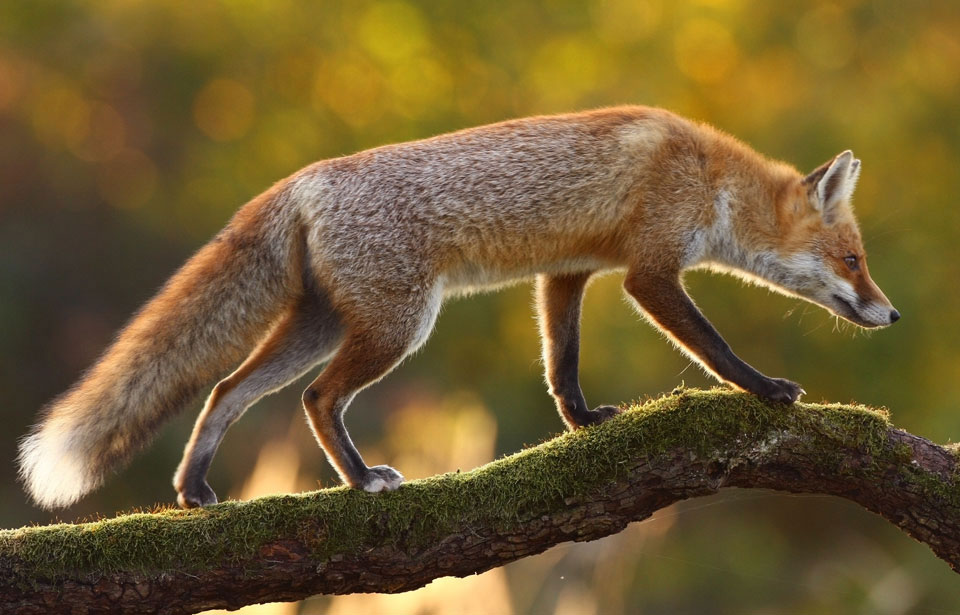 Red Fox Pest Control