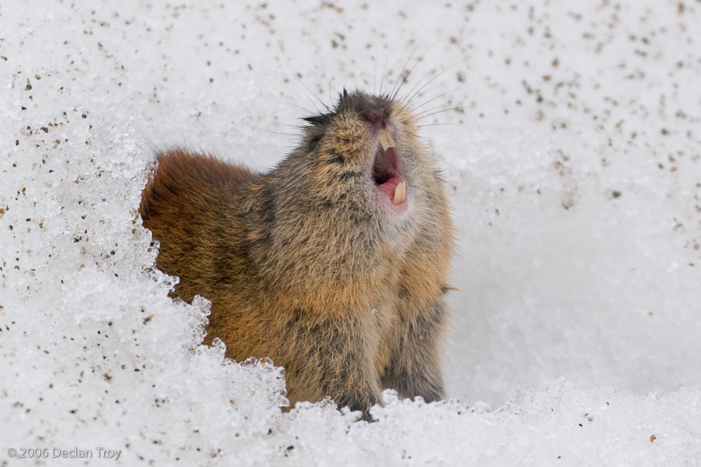 Collared Lemming  Facts, pictures & more about Collared Lemming