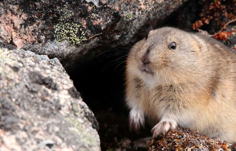 Of lemmings and snowshoe hares: the ecology of northern Canada