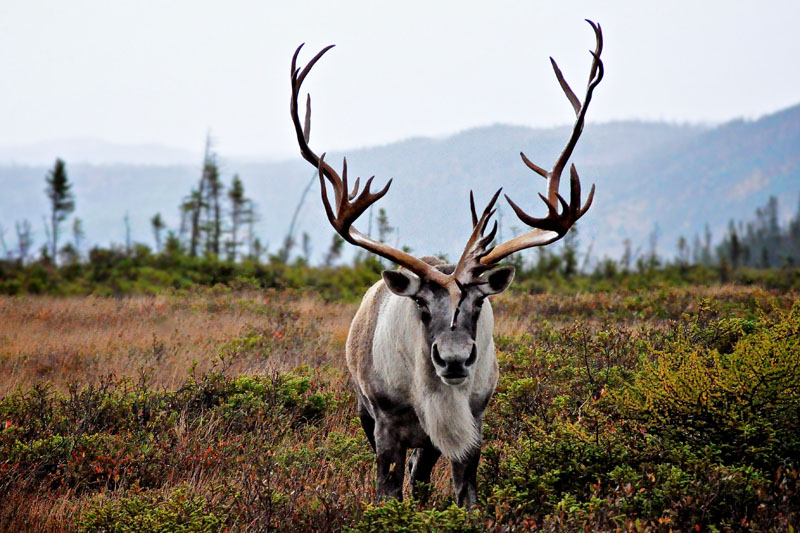 15 Animals That Live in the Taiga