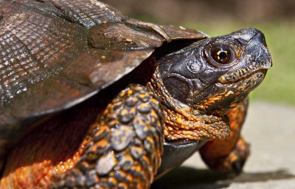 Les tortues terrestres : lieu de vie, alimentation