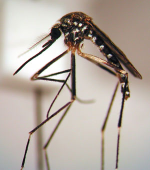 Aedes japonicus