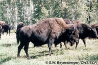 Le bison