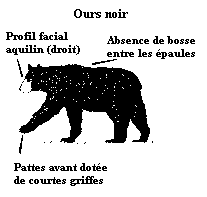 Ours noir