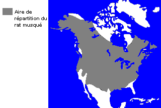 La répartition du rat musqué