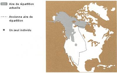 La répartition du grizzli