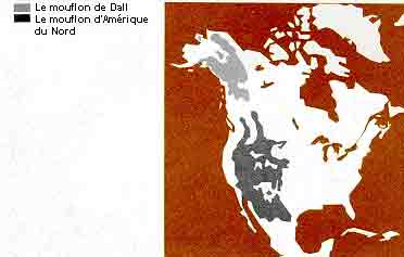 La répartition du mouflon