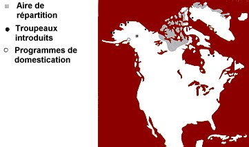 La répartition du bœuf musqué 