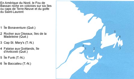 La répartition du Fou de Bassan