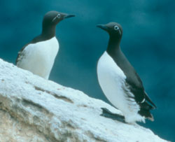 Les guillemots