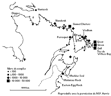 Colonies de Macareux moines