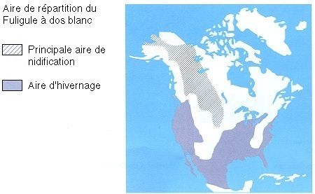 La répartition du Fuligule à dos blanc