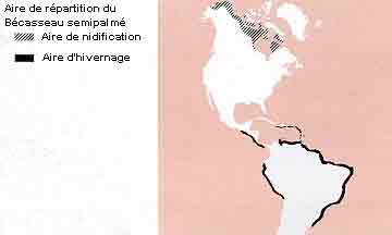 La répartition du Bécasseau semipalmé