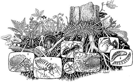 A few of the small organisms in the soil ecosystem of a deciduous forest in eastern Canada