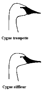 Profiles du cygne trompette et du cygne siffleur