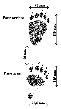 Traces d'un ours noir