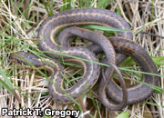 Western Garter Snake