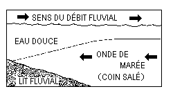 Le coin salé