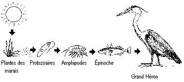 Un réseau trophique