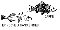 Épinoche à trois épines et Carpe