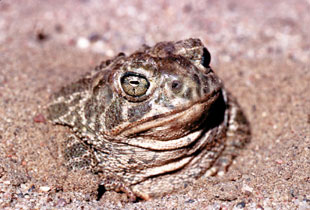 Crapaud des steppes