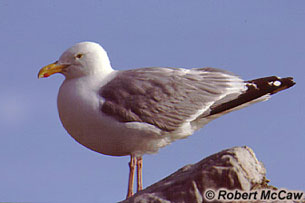 Goéland argenté