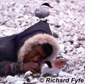 Inuit child and Arctic Terns