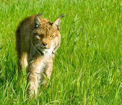 Le lynx du Canada