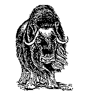 Muskox