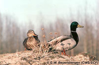 Le Canard colvert